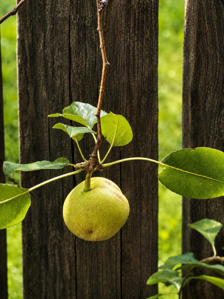 European pear growing on a tree in a Maryland backyard.